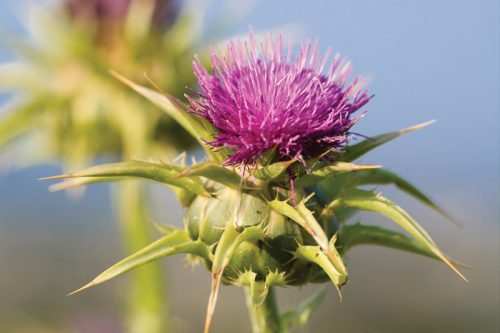 milk-thistle.jpg