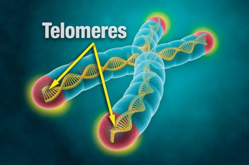 telomere-arrows.jpg
